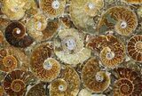Plate Made Of Agatized Ammonite Fossils #51050-1